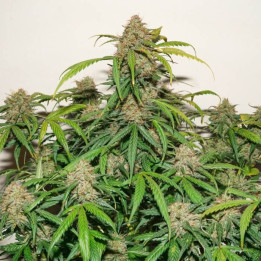 Auto Kerosene Krash | Dutch Passion | Diosa Planta