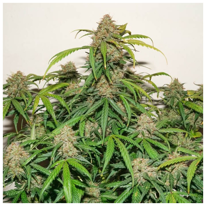 Auto Kerosene Krash | Dutch Passion | Diosa Planta