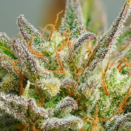Auto Mokums Tulip | Dutch Passion | Diosa Planta