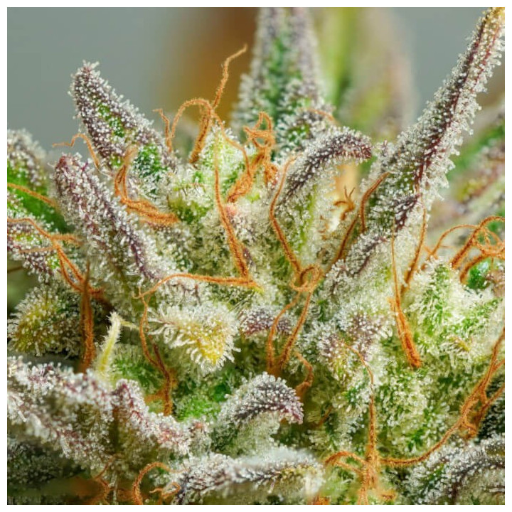 Auto Mokums Tulip | Dutch Passion | Diosa Planta