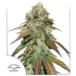 CBD Mazar | Dutch Passion | Diosa Planta