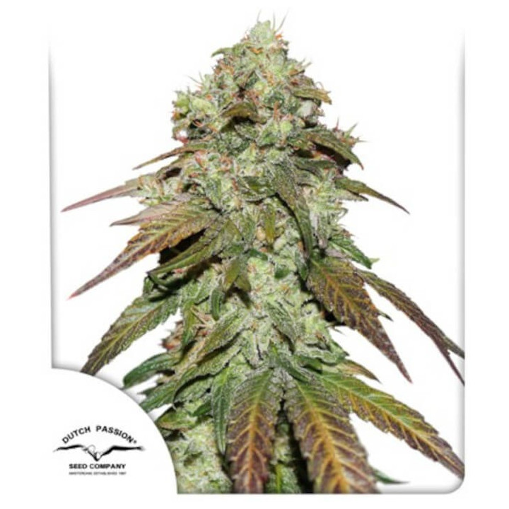 CBD Mazar | Dutch Passion | Diosa Planta