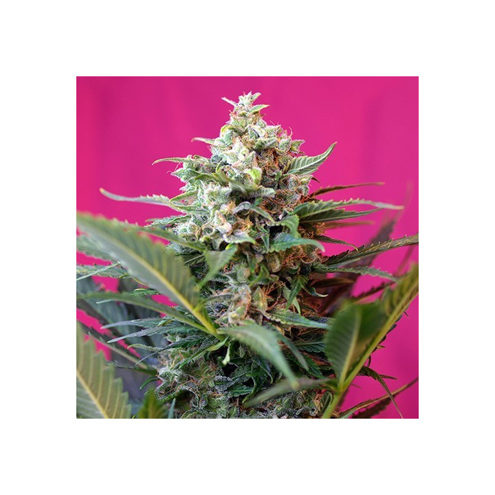 Big Devil XL Auto (Sweet Seeds)