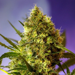 Big Devil 2 Auto (Sweet Seeds)