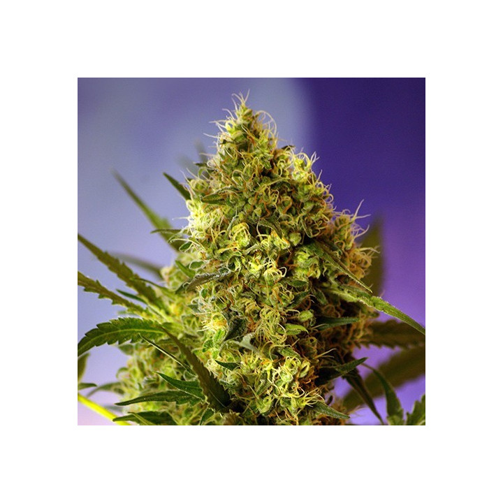 Big Devil 2 Auto (Sweet Seeds)
