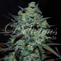 Northern Light Blue | THC-FREE | Delicious Seeds | Al mejor precio