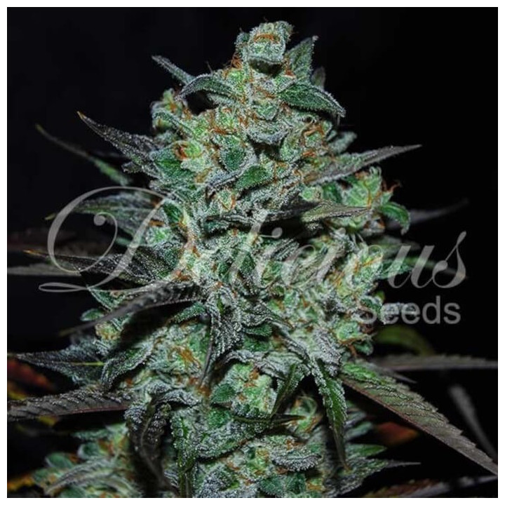 Northern Light Blue | THC-FREE | Delicious Seeds | Al mejor precio