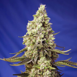 Runtz XL Auto | Sweet Seeds | Semillas al mejor precio
