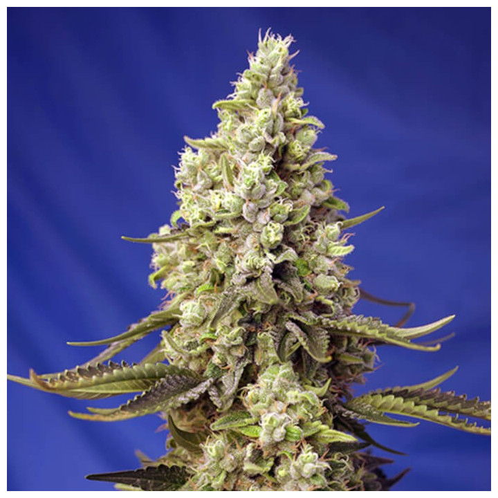Runtz XL Auto | Sweet Seeds | Semillas al mejor precio