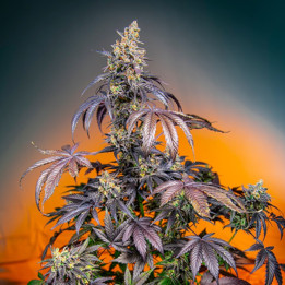 Red Gorilla Girl XL Auto | Sweet Seeds | Semillas al mejor precio