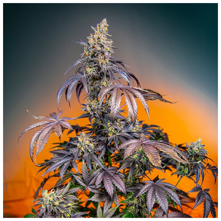 Red Gorilla Girl XL Auto | Sweet Seeds | Semillas al mejor precio
