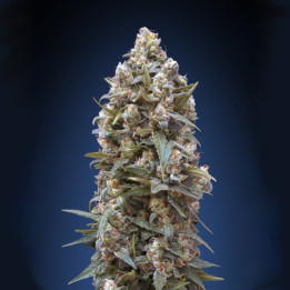 00 Kush (00 Seeds)