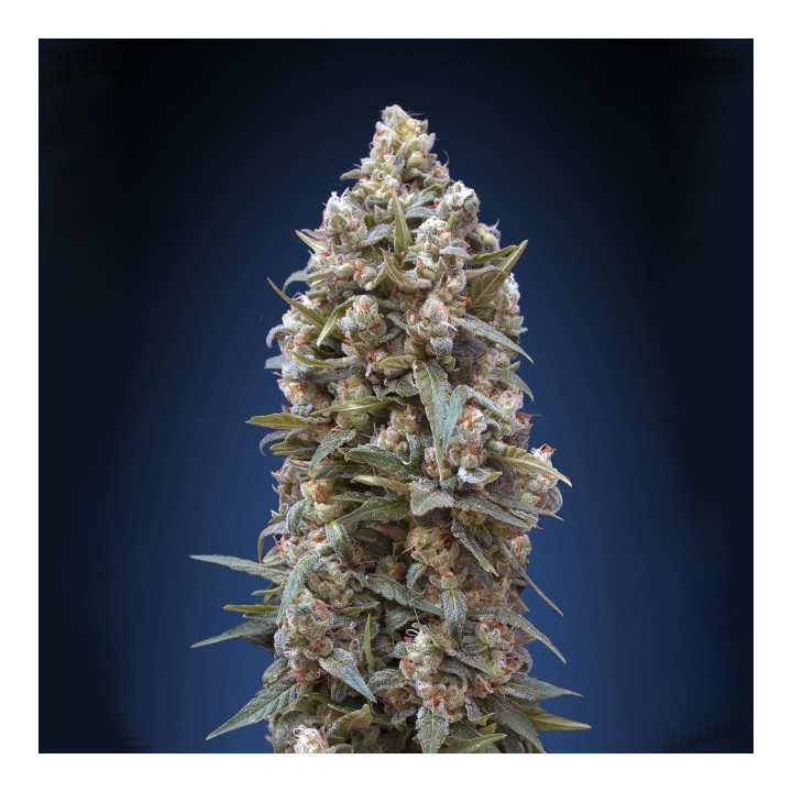 00 Kush (00 Seeds)