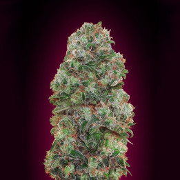 Bubble Gum (00 Seeds)