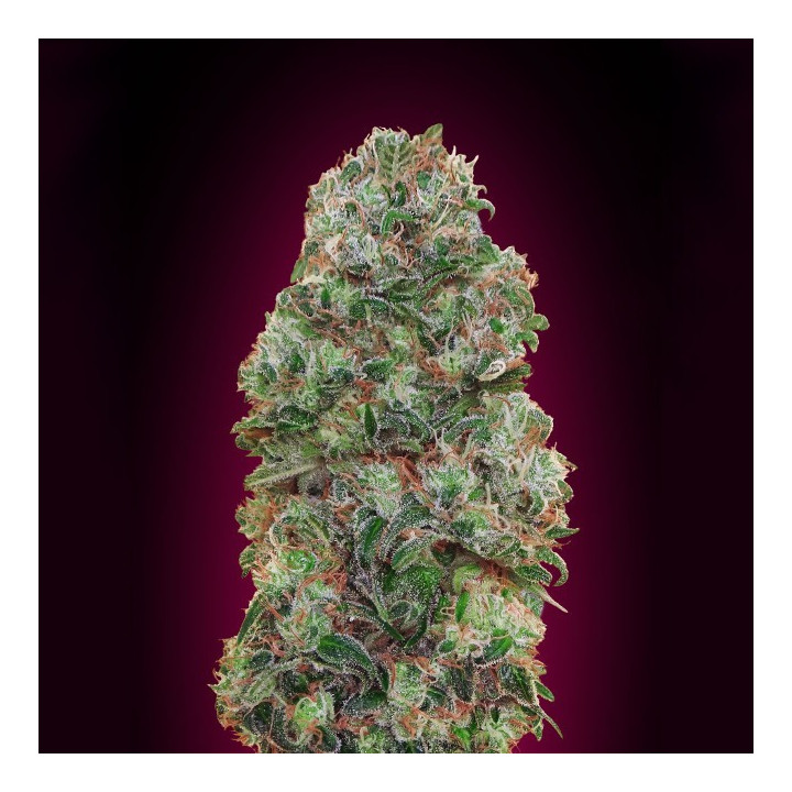 Bubble Gum (00 Seeds)