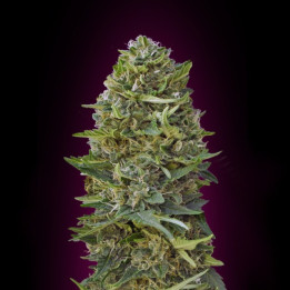 Caramel Kush (00 Seeds)