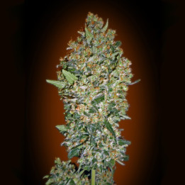 Cheeseberry (00 Seeds)