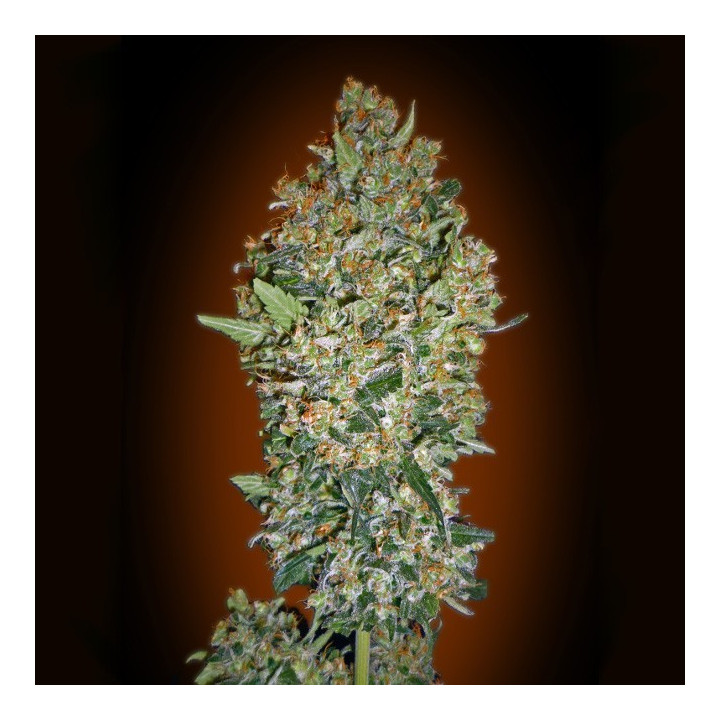 Cheeseberry (00 Seeds)