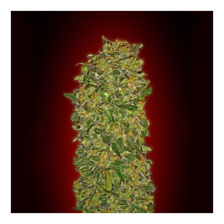 Chocolate Kush (00 Seeds)