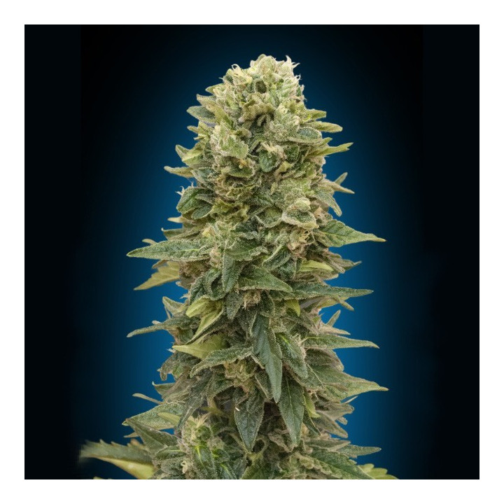 Auto Afghan Mass (00 Seeds)