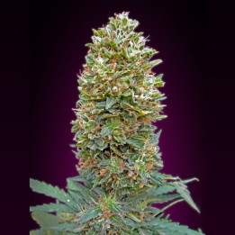 Auto Bubble Gum (00 Seeds)