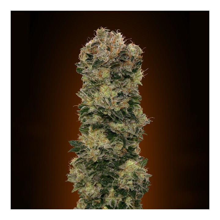 Auto Sweet Soma (00 Seeds)