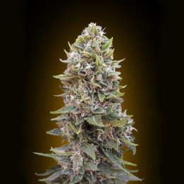 Auto Cheeseberry (00 Seeds)
