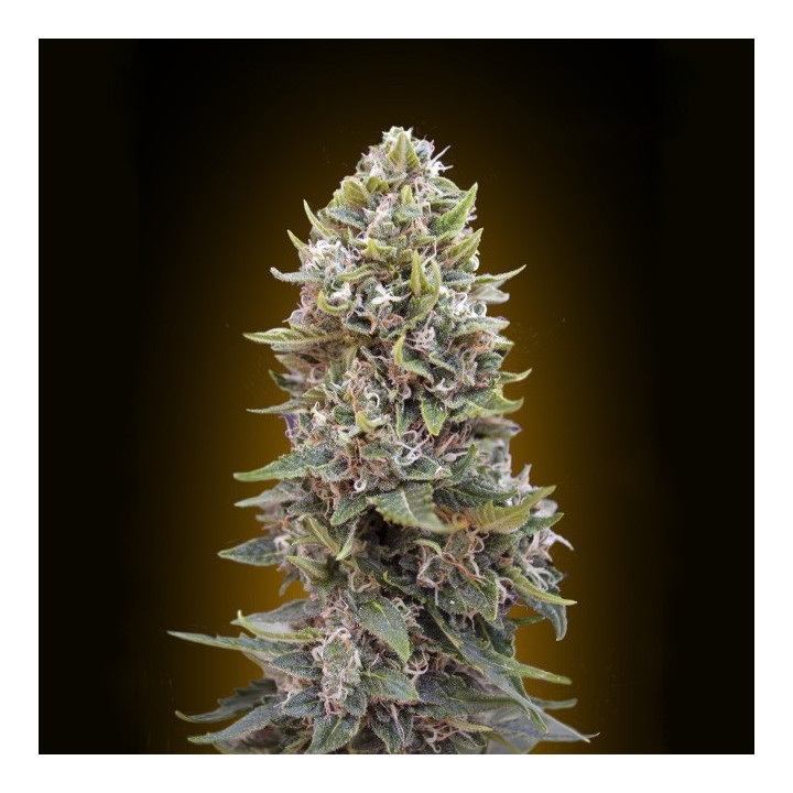 Auto Cheeseberry (00 Seeds)