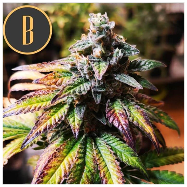 ▷ Gorilla Glue #4 【 Blimburn Seeds 】| Diosa Planta
