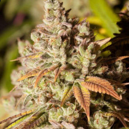 Gorilla Glue 4 | Dawg Star | Semillas al MEJOR PRECIO