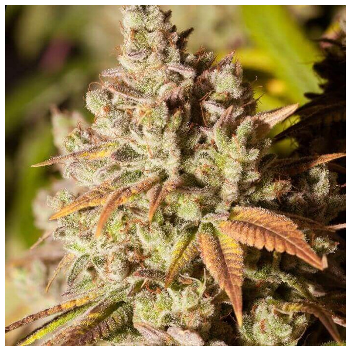Gorilla Glue 4 | Dawg Star | Semillas al MEJOR PRECIO