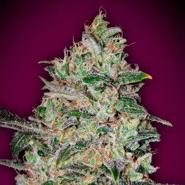 Bubble Gum Fast (00 Seeds)