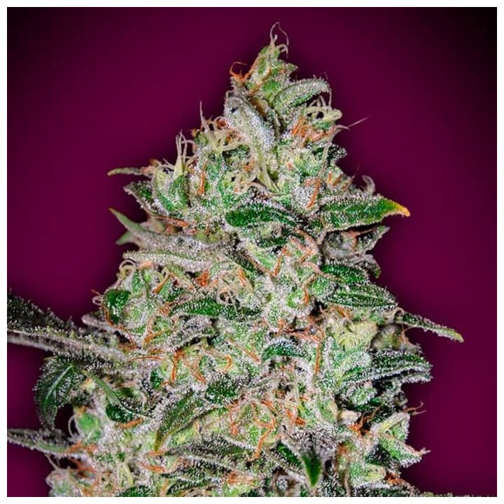 Bubble Gum Fast (00 Seeds)