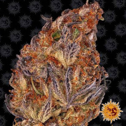Runtz Auto (Barney's Farm)