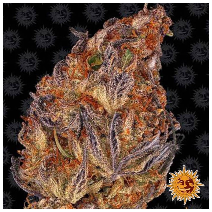 Runtz Auto (Barney's Farm)