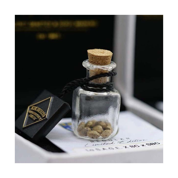 Og Blubblegum x SBC regular (TH Seeds)