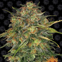 Cheese | Barneys Farm | Semillas feminizadas en OFERTA