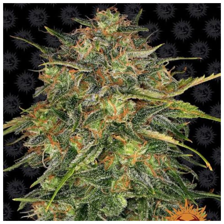 Cheese | Barneys Farm | Semillas feminizadas en OFERTA