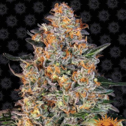 Bubba Kush (Barney's Farm)