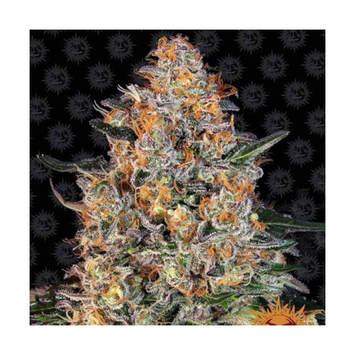 Bubba Kush (Barney's Farm)