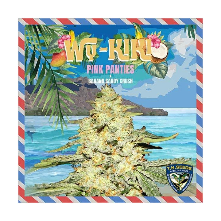 Wi-KIKI (TH Seeds)