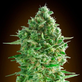 Do-Si-Dos Cookies | 00 Seeds | Feminizada FÁCIL DE CULTIVAR