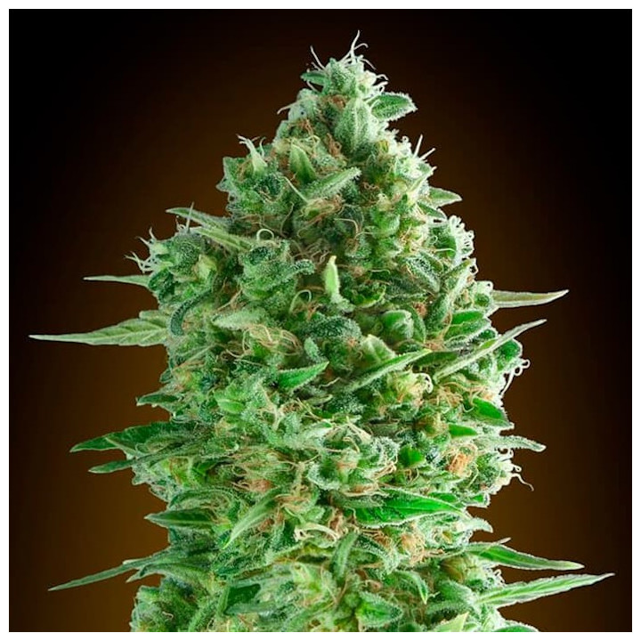 Do-Si-Dos Cookies | 00 Seeds | Feminizada FÁCIL DE CULTIVAR