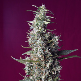Sweet Cherry Pie | Sweet Seeds | Semillas feminizadas