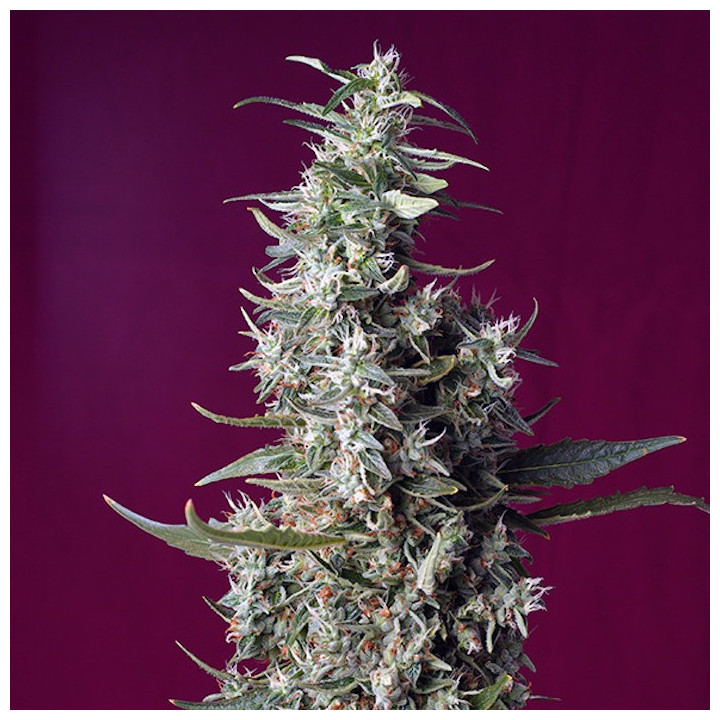 Sweet Cherry Pie | Sweet Seeds | Semillas feminizadas