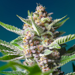 Purple Punch OG