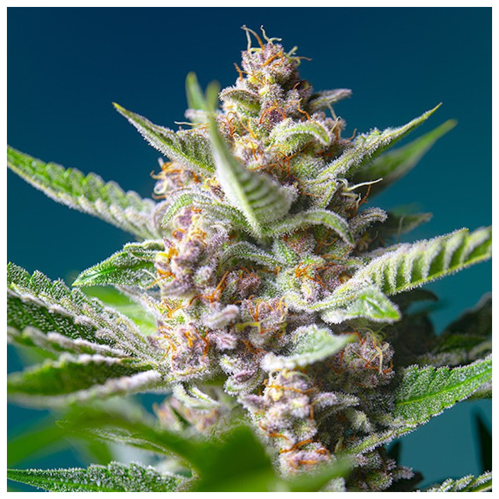 Purple Punch OG