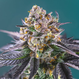 Red Strawberry Banana Auto