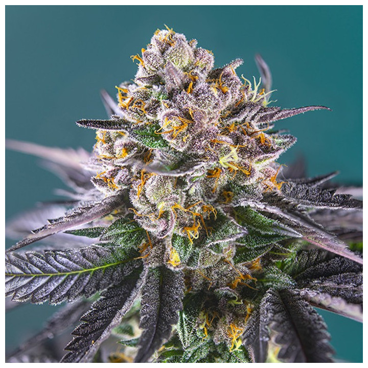 Red Strawberry Banana Auto
