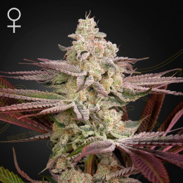 Chemical Bride de Green House Seeds